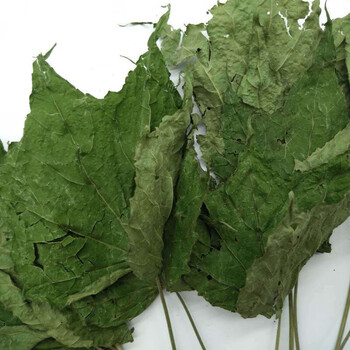 芙蓉叶新货颜色青木芙蓉叶中药批发大量现货可磨粉打粉芙蓉叶新货500g