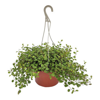 花询绿植花卉千叶吊兰盆栽室内阳台垂吊植物婚纱吊兰千叶草吊兰千叶