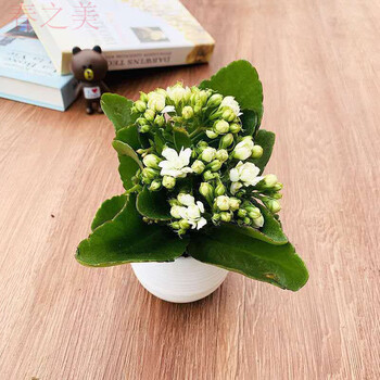 卉大花长寿花花苗批发大花白鲸带花苞白色塑料石丸盆带盆栽好加水即养