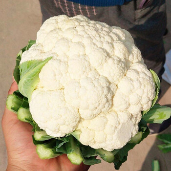 新鲜疏菜花菜新鲜花圆菜花椰菜松花球菜农家蔬菜青菜1500g