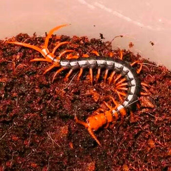 采缇 海南间脚泰国红龙越南巨人少棘多棘宠物异宠爬宠爬虫蜈蚣活体 多