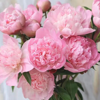 轻奢芊阙芍药鲜花白色重瓣芍药水培鲜花基地直发鲜切鲜花苗抖音sn8697