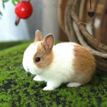 侏儒兔子活体小型长不大宠物兔茶杯兔可做造型盖脸猫猫兔荷兰侏儒兔小