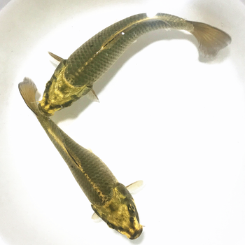 锦鲤活体活鱼古典黄金锦鲤鱼苗大气复古金鳞甲鬼面转运