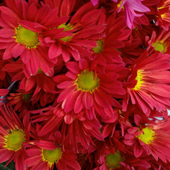 季花卉庭院室内植物常青带大花千头菊乒乓菊万寿地栽金红荷兰菊不含盆