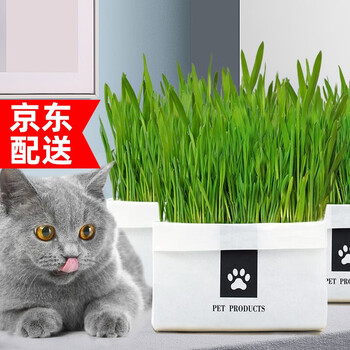 茨格曼cgm 263 茨格曼猫草种子水培猫草套装猫薄荷去毛化毛排毛球土培种植套装猫咪用品网红diy猫草