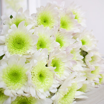 云南基地直发昆明小雏菊鲜花迷你菊家庭插花批发 绿白雏菊10枝