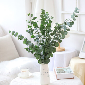 日常家庭办公室花瓶插花水养鲜切花配叶全国速递包邮 大叶尤加利叶1把