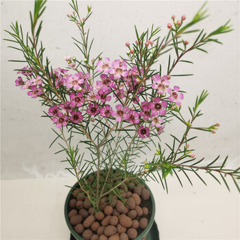 寒丁子盆栽庭院阳台植物好养秋冬耐寒多年生木本带花苞发货寒梅一盆带