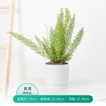 狐尾天门冬盆栽室内客厅办公室植物易爆盆好养绿植垂吊植物狐尾天门冬 菱形四叶草盆托一体陶瓷盆含盆 图片价格品牌报价 京东