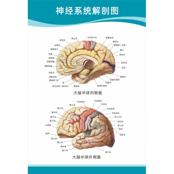 镖玛医院科室挂图医院科室头部脑神经人体解剖结构示意图大脑血液循环