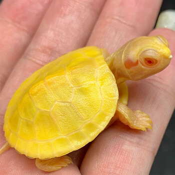 变异白化巴西龟苗宠物观赏焦糖黄金儿童深水龟鱼缸混养小乌龟活物