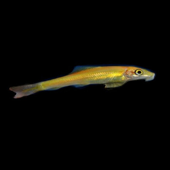 春瑞青苔鼠鱼花白金苔鼠清洁工鱼热带鱼除青苔绿藻观赏鱼 青苔鼠1条