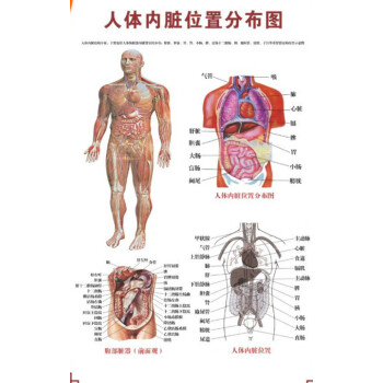 人體骨骼圖掛圖器官內臟結構圖海報脊柱圖解肌肉分佈解剖圖掛畫(注意