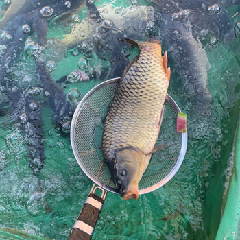 舌尖缤纷大鲤鱼4斤起 东北黑龙江淡水鱼鲜活大鲤鱼速冻20斤 大鲤鱼8斤