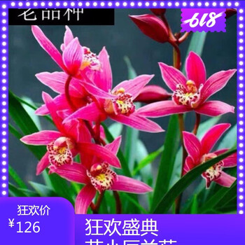 四季开花 香格格 香贵妃 开花非常香 当年开花 满屋飘香室内兰花 红