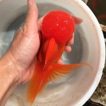 观赏鱼金鱼丹顶红鹤顶红冷水淡水红帽红头风水鱼招财鱼鸿运当头 红狮5