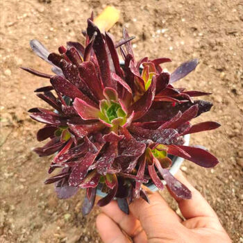 画欧紫铜壶一物一拍缀化老桩多肉植物桌面花卉赤霞飞3到5头裸根不带土