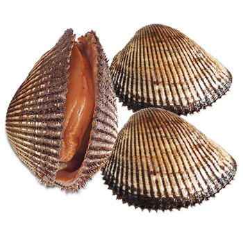 活鲜三蟹岛鲜活毛蚶毛蛤血蛤大毛蛤赤贝毛蛤蜊鲜活贝壳类海鲜血蛤烟台