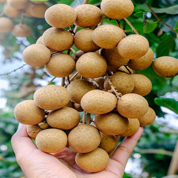 文枝广东龙眼新鲜桂圆水果现摘货储良石硖特大510斤整箱5斤a级石硖