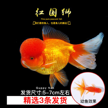 天弗包活金鱼活鱼观赏鱼小型淡水好养冷水鱼鱼苗新手小金鱼兰寿锦鲤西瓜红3条红国狮5 7cm 图片价格品牌报价 京东