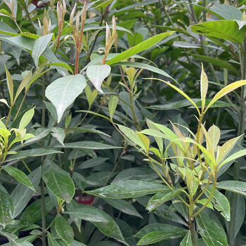 大树珍稀名贵树苗庭院植物金丝楠苗金丝楠树规格5总高210230cm不含盆