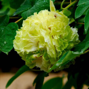 洛陽重瓣牡丹苗牡丹花盆栽室內綠植花卉盆栽庭院綠植物當年可開花多