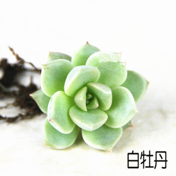 多肉植物初恋黄丽观音莲多肉组合盆栽桌面室内花卉白牡丹不含盆 图片价格品牌报价 京东