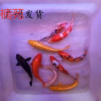 楠苑秋颖锦鲤活体纯种秋翠观赏鱼风水鱼淡水鱼小鱼苗冷水鱼金鱼丹顶8 10厘米红白2橙1黄1花1共5条 图片价格品牌报价 京东