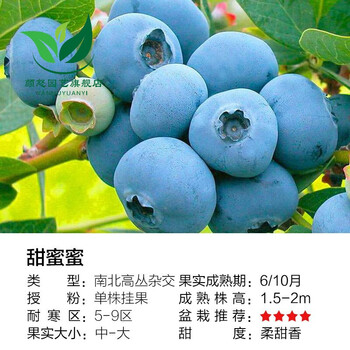 2021蓝莓果苗盆栽地栽苗南方北方庭院阳台种植果树苗甜蜜蜜6年结果