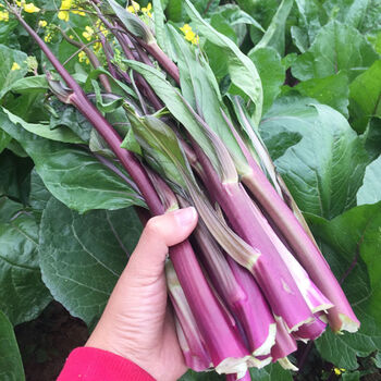 新鲜绿菜苔白菜苔洪山红菜苔 农家现摘时令蔬菜 有机菜苔 红菜苔4斤