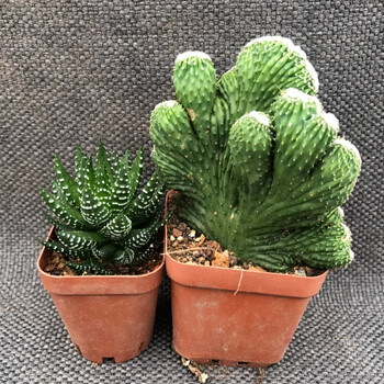 雨花蝶 五指山仙人掌 超大山影仙人球 室内小盆栽 玉麒麟多肉 五指山