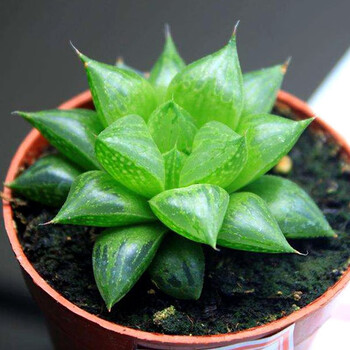 玉露寿【塑料盆栽好】