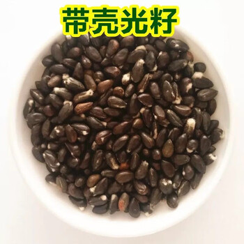 元井棉籽棉花籽棉籽仁棉花种子棉仁棉子脱绒带壳棉籽1斤