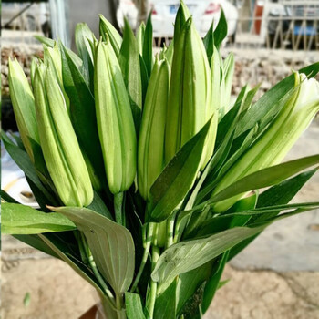 云南昆明鲜花基地直发重瓣香水百合花真花直花苞带水养供佛 粉色10朵