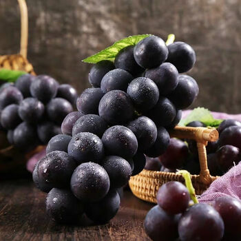 东北巨峰葡萄当季新鲜现摘现发超甜孕妇儿童水果整箱非夏黑大果圆通