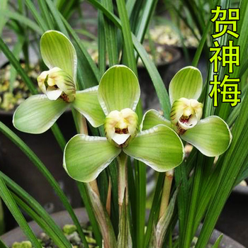 春兰老八种兰花苗宋梅办公室内庭绿植盆栽花卉 精品贺神梅 老种4苗