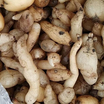 有仁堂贵州省野生双肾草鲜货中草药材双肾参干货玉