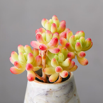 果冻乙女心小4-5头小老桩