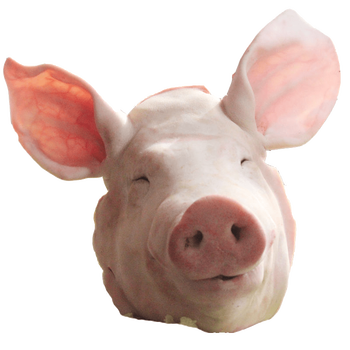 喜万达新鲜整只生猪农家带骨猪猪耳猪头猪嘴生猪头肉猪 整只猪头16斤