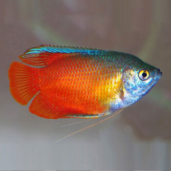 鹿奈观赏热带鱼活体胎生鱼月光鱼玛丽球鱼牡丹鱼下崽鱼血红丽丽5条