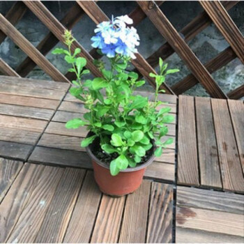元井蓝雪花蓝雪花苗阳台盆栽观花耐热好养植物花园庭院爬藤攀援花白
