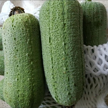 媚调 福建新鲜蔬菜水瓜本地农场自种新鲜肉水瓜短棒肉丝瓜水瓜 5斤