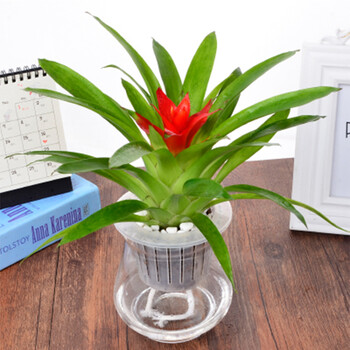 室内花卉四季带花鸿运当头盆栽绿植客厅观花植物水培红星凤梨盆景