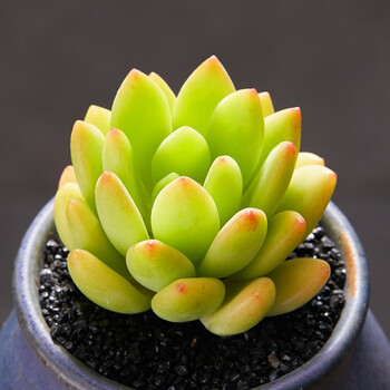 春萌多肉植物组合盆栽肉肉新手植物办公室创意花卉绿植防辐射春萌45cm