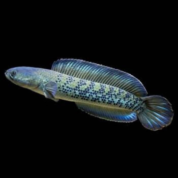 搭啵兔 阿萨姆奶茶雷龙幻彩蓝宝石雷龙鱼七彩雷龙酒红鬼王雷龙幻彩红