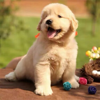 纯种金毛犬宠物狗狗活体幼犬活体巡回猎犬护卫犬导盲犬金毛大型犬纯种