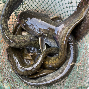 淡水鱼水产鲶鱼鲜活现杀土鲶鱼 新鲜鲶鱼现捕现杀冷运 净膛后2斤重