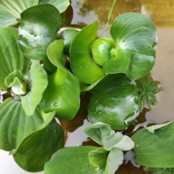 魚池淨化水植物養魚草水草四季淡水魚缸水生植物水草漂浮小浮萍 水