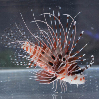 鱼长须狮子鱼海水缸珊瑚缸肉食观赏鱼运输包活-岚黛 长须狮子鱼6-8cm